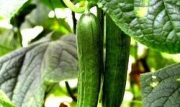 爆料还是曝料 每日吃瓜 必吃大瓜今日大瓜,必吃大瓜！今日大瓜新鲜出炉！